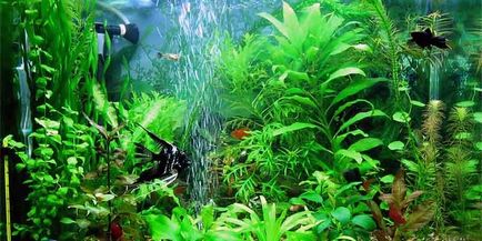 Аерация на водата в аквариума осигуряват кислород рибите