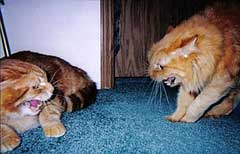 Агресията при котки, причините, поради които котки съскат и нулата, се втурват към хората