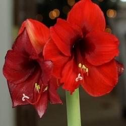 Amaryllis грижи, трансплантация и репродукция в видове дома фото Hippeastrum цветя