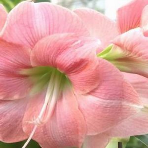 Amaryllis грижи, трансплантация и репродукция в видове дома фото Hippeastrum цветя