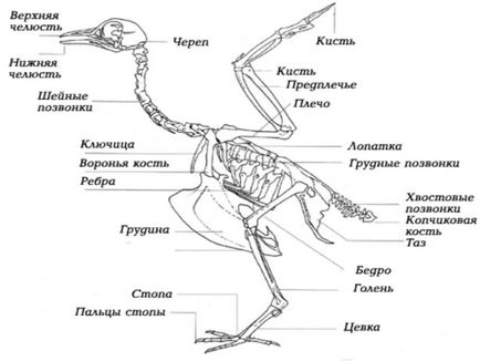 Анатомия на пилешки носачки в снимки и видео - всичко за пилета