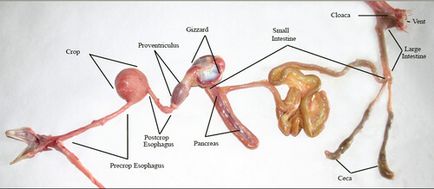 Анатомия на пилешки носачки в снимки и видео - всичко за пилета