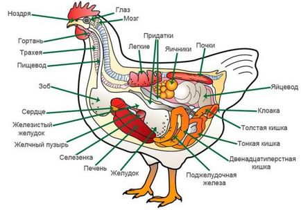 Анатомия пиле запознати със структурата на скелета и вътрешните органи на домашни птици
