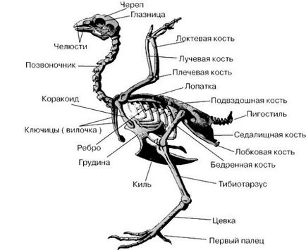 Анатомия пиле запознати със структурата на скелета и вътрешните органи на домашни птици