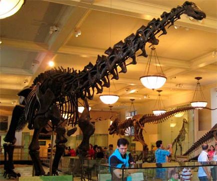 Апатозаври (Brontosaurus) - растение-динозавър