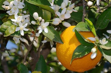 Orange Tree - отглеждане и грижи в дома