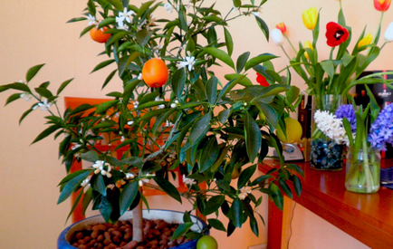 Orange Tree - отглеждане и грижи в дома