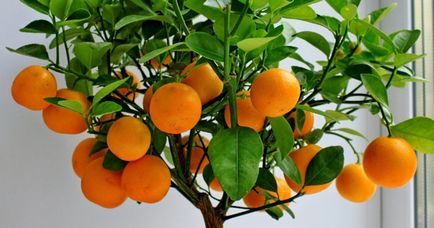 Orange Tree - отглеждане и грижи в дома