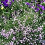 Ароматни цветя за градината (41 снимки) инструкции за видео монтаж с ръцете си, особено растения