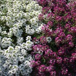 Ароматни цветя за градината (41 снимки) инструкции за видео монтаж с ръцете си, особено растения
