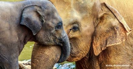 Но слоновете имат нещо, което няма други животни слоновете имат баба!