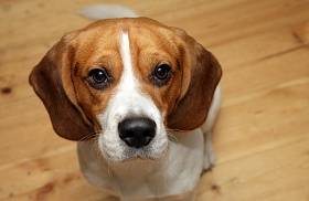 Бийгъл - снимка и описание порода, ценообразуване и избор на кученце, храна, грижа и поддръжка на гонче