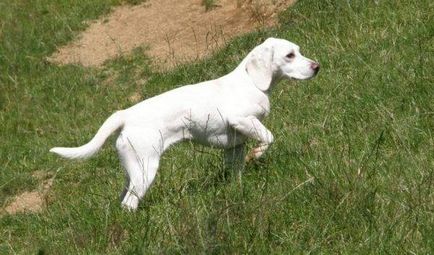 Бийгъл куче снимка, цена, описание порода, характер, видео