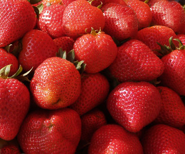 Бизнес в отглеждането на ягоди в дома, как да спечелим пари от плодовете с минимални разходи