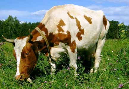 Крава заболяване и техните симптоми, както и методи за лечение,
