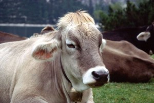 Крава заболяване и техните симптоми, както и методи за лечение,