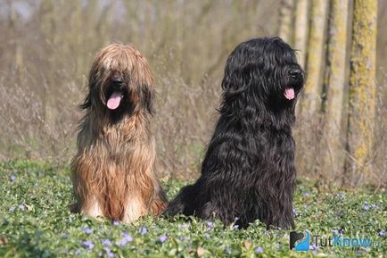 описание Briard порода куче (шипка) Briard куче порода описание