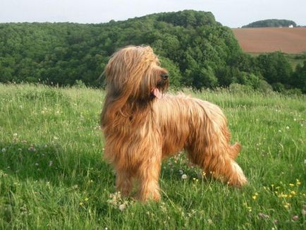 Briard - Куче порода