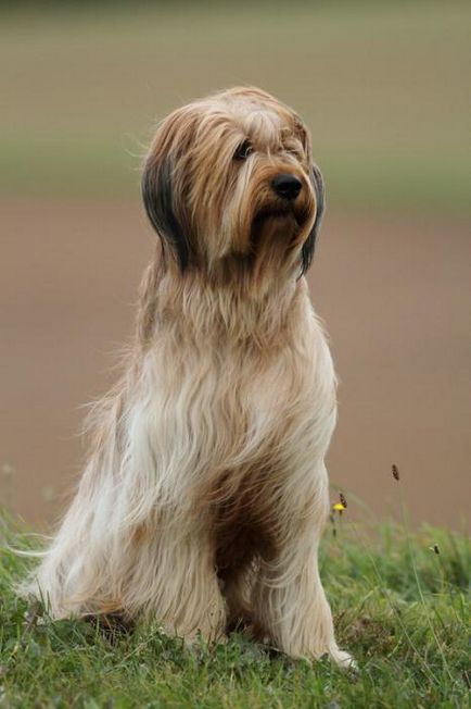Briard - Куче порода