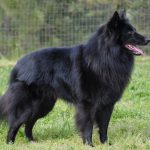 Briard куче снимка, описание порода, природа, грижи