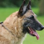 Briard куче снимка, описание порода, природа, грижи