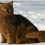 Британска котка - величествени и заоблени (25 снимки)