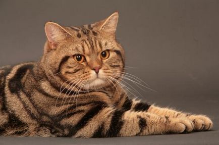 Британска котка - величествени и заоблени (25 снимки)