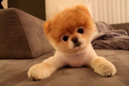 Бу (Boo) - куче, завладява света »Блог положителен