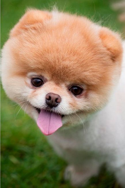 Бу (Boo) - куче, завладява света »Блог положителен