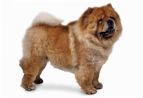 Chow Chow - снимка и описание порода, как да изберете кученце, цени, грижа и хранене, обучение и съдържание