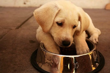 С какво да храним Лабрадор (кученце 1, 2-3 месеца) у дома, колко пъти и колко храна