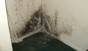 Опасният черна плесен в апартамента или къщата, и как да се отървете от него