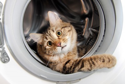 Как да се измие котка урина с дрехи и обувки, деодоризиране