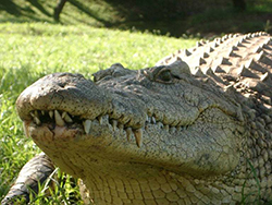 Емисиите, крокодил в зоологическата градина и природата, всичко за животни