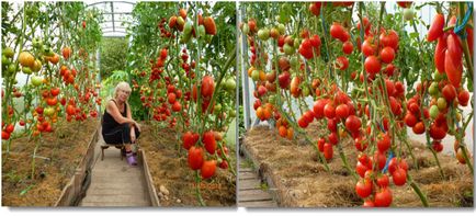 Захранващите домати - народни средства за защита, съвети и мнения на шофьори на камиони