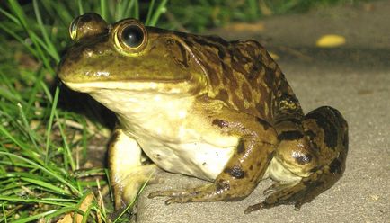 Колко полезна жаба в природата - животни в света