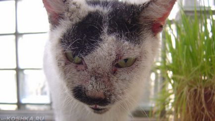 Краста в симптоми и снимки котки за домашно лечение