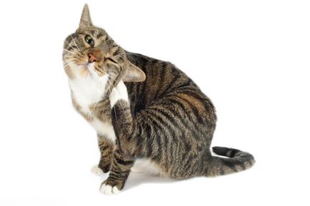 Краста в симптоми и снимки котки за домашно лечение