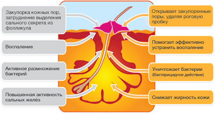 Почистете кожата в продължение на 2 месеца (един месец) Почистете кожата в продължение на 2 месеца