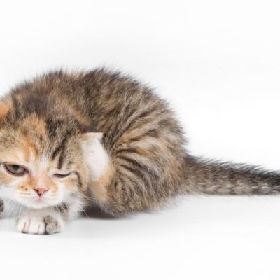 Какви са причините за котка чесане на ушите и лечение, 6 снимка, видео
