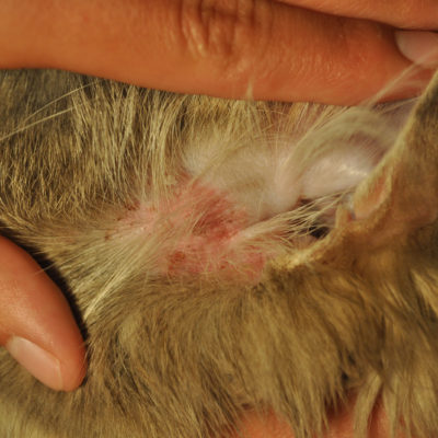Какви са причините за котка чесане на ушите и лечение, 6 снимка, видео
