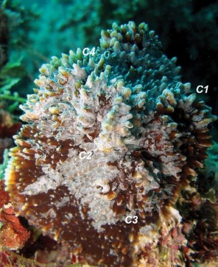 Какви са кораловите рифове (9 снимки)