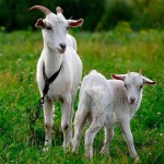 Колко мляко дава средния добив на мляко от кози на ден