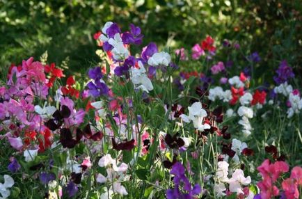 Цветя със силен аромат на подправки, ароматни растения за градината, градина с миризмата, ароматно цвете,