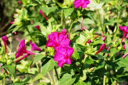Цветя със силен аромат на подправки, ароматни растения за градината, градина с миризмата, ароматно цвете,