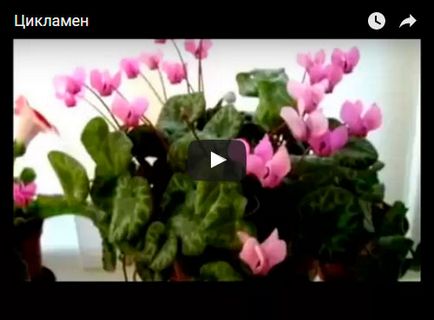 Циклама цвете - домашни грижи, за трансплантации и възпроизвеждане циклама; растение от циклама