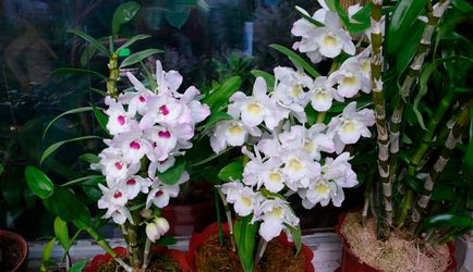 Dendrobium грижи Nobile у дома, снимки на орхидеи