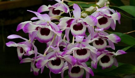 Dendrobium грижи Nobile у дома, снимки на орхидеи