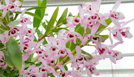 Dendrobium грижи Nobile у дома, снимки на орхидеи