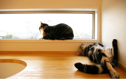Дъждуване апартаменти за котки - снимка къща мечта